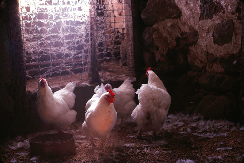 Hens (1979)