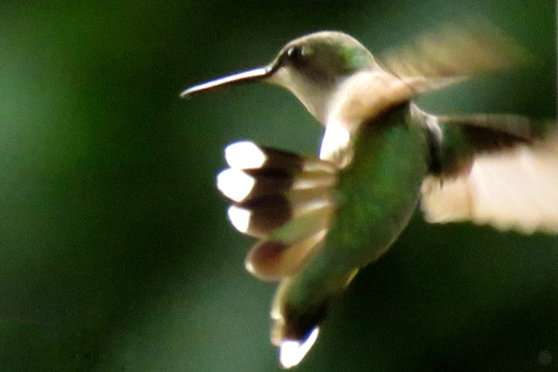 Hummingbird (2017)