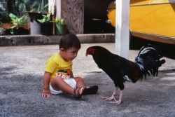 Playing Chicken, 1983