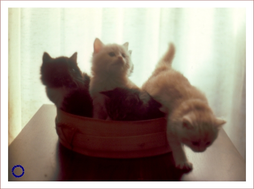 G07-1 Kittens in Basket, 1985