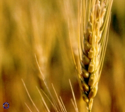 Wheat, 1989