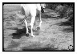 Horse's Rump, 2004