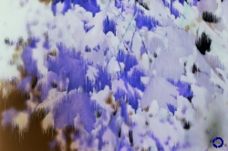 Maple Leaves (Blue), 2005