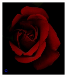 Rose #8, 2005