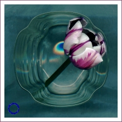 Tulip & Glass, 2005
