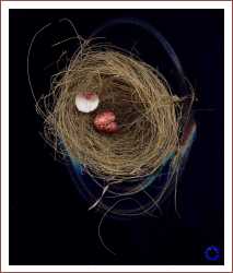 Empty Nest, 2006