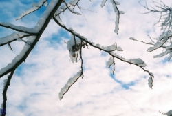 Snow on Branches, 2006