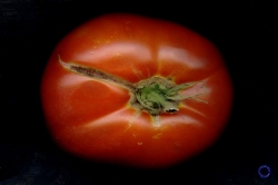 Tomato, 2007