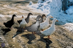 Ducks, 2008