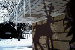 Reindeer, 2009