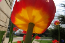 Tulips, 2011