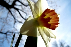Daffodil, 2012
