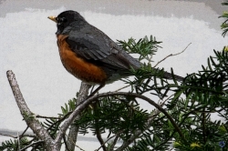 Robin, 2012