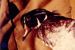 Wood Duck, 1979